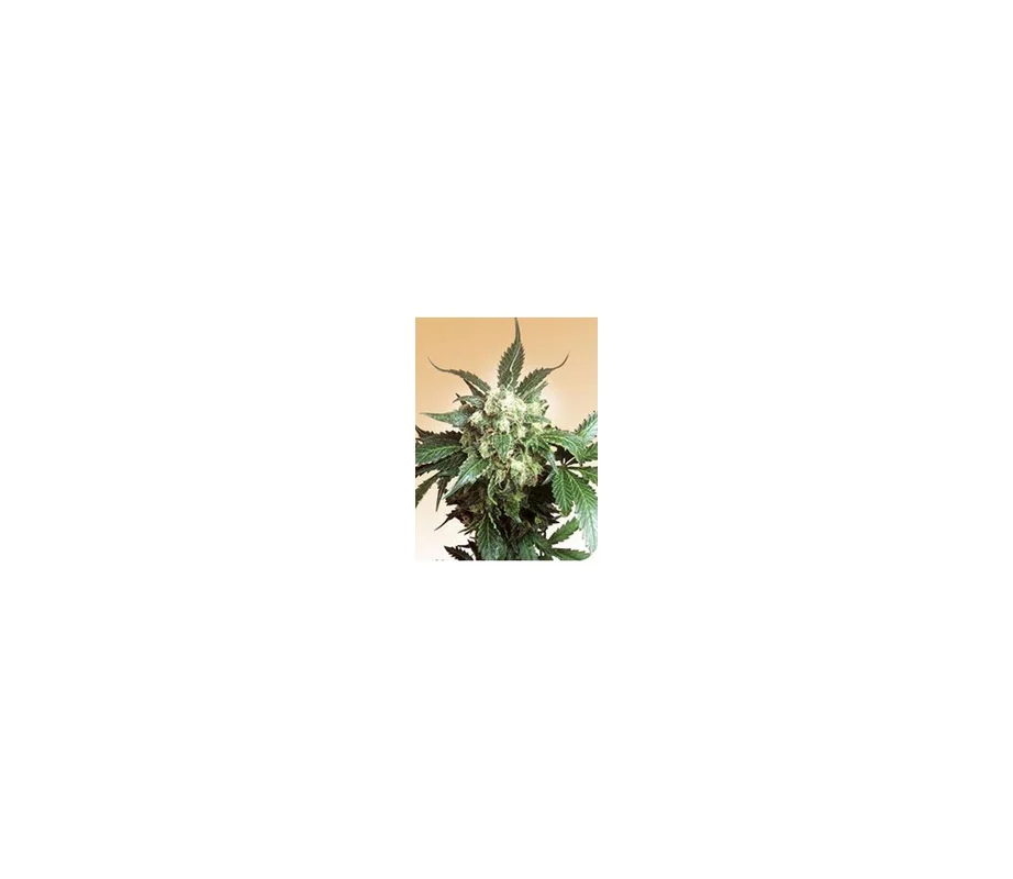 lahuertagrowshop2651070