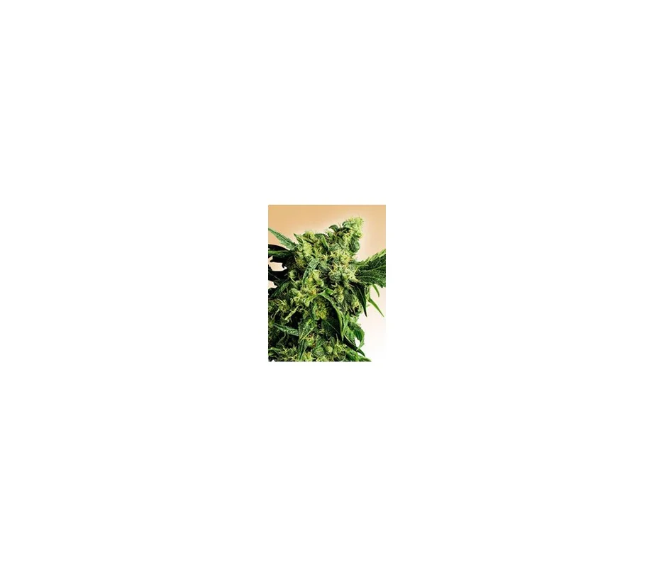 lahuertagrowshop2651205