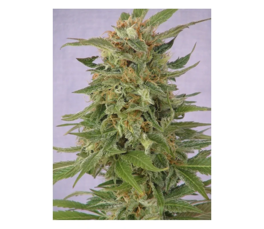 lahuertagrowshop2658598