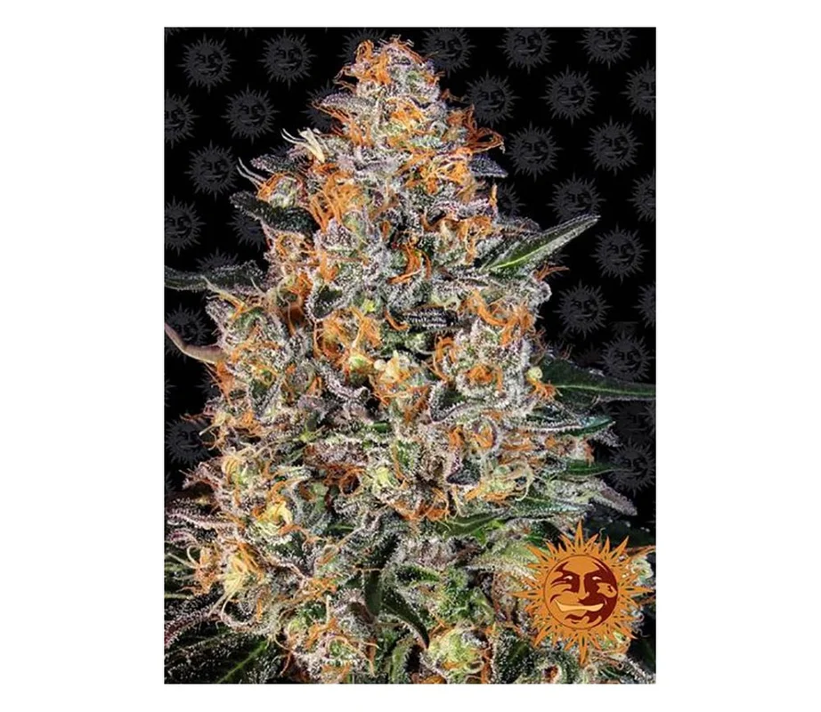 lahuertagrowshop2700826