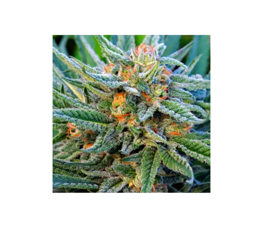 lahuertagrowshop2707081