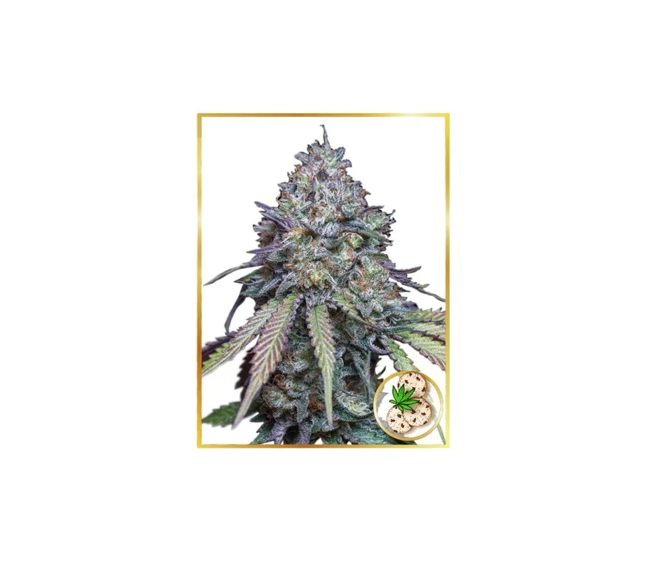 lahuertagrowshop2711882