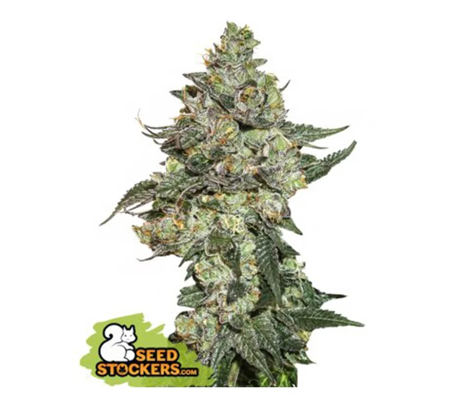 lahuertagrowshop2714425