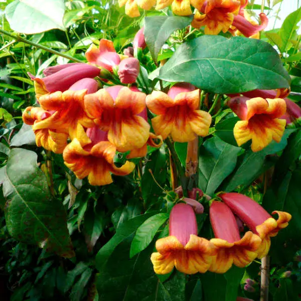 plantezcheznous2752970