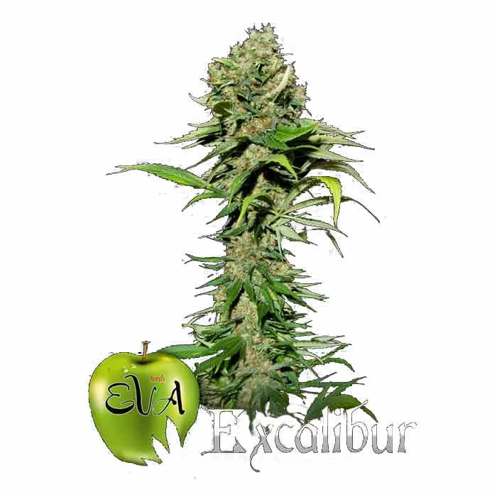 saltonverde2760479