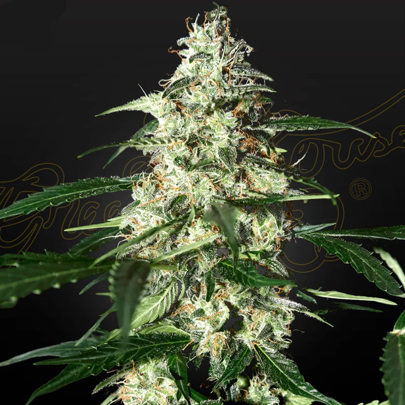 saltonverde2762925