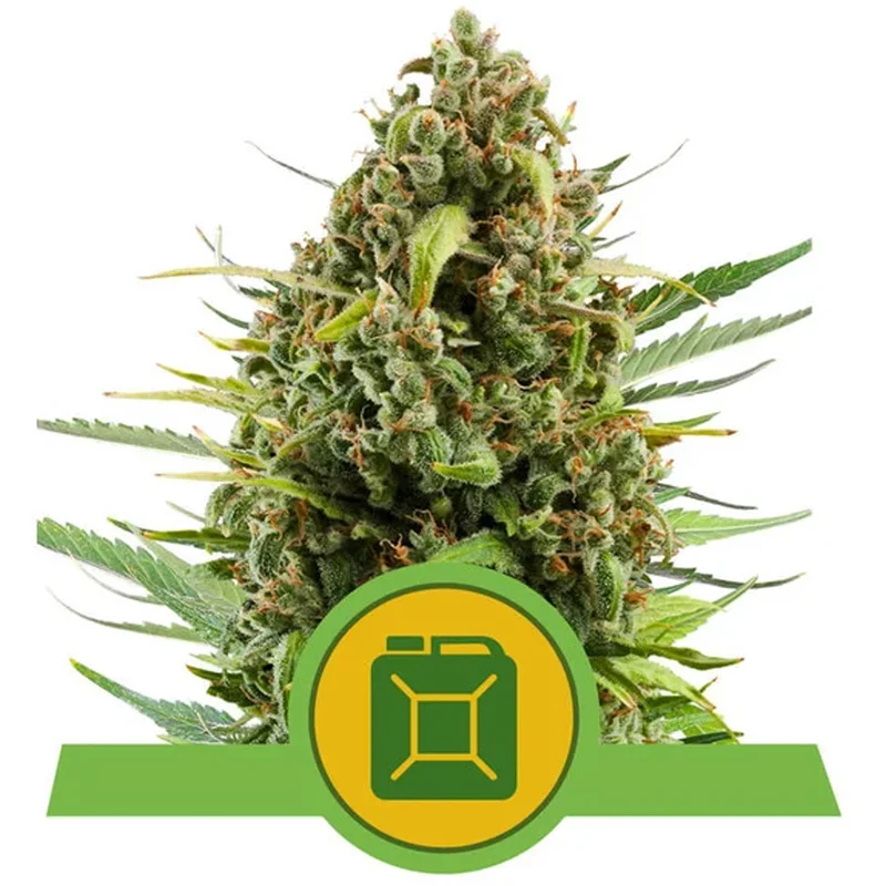 saltonverde2763217