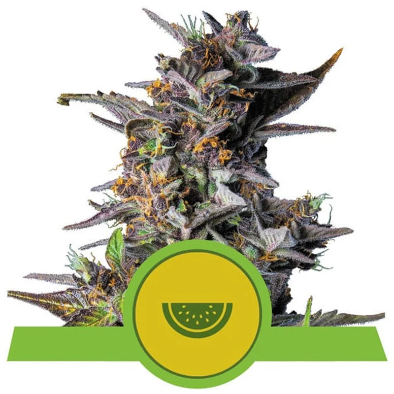 saltonverde2763322