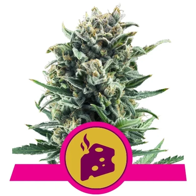 saltonverde2763339