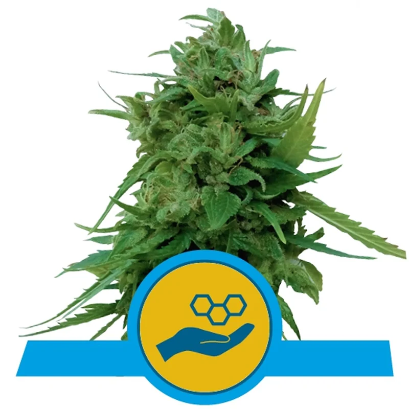 saltonverde2763440