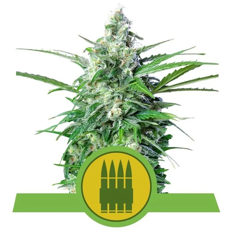 saltonverde2763485