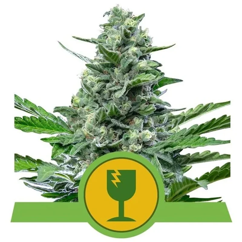 saltonverde2763592