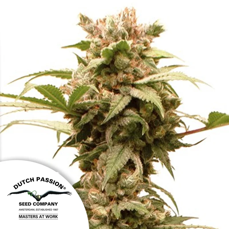saltonverde2764165