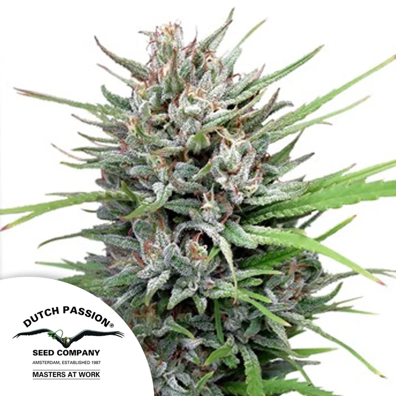 saltonverde2764384