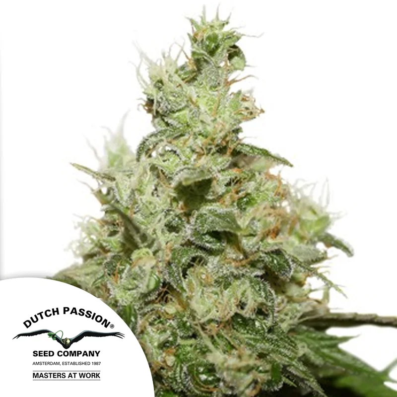saltonverde2764412