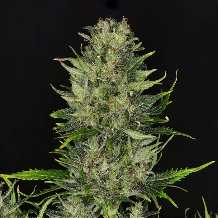 saltonverde2767151