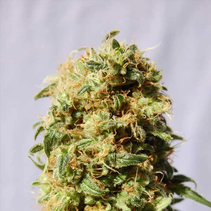 saltonverde2767230