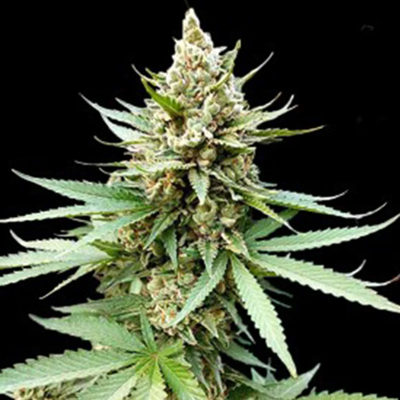 saltonverde2767875