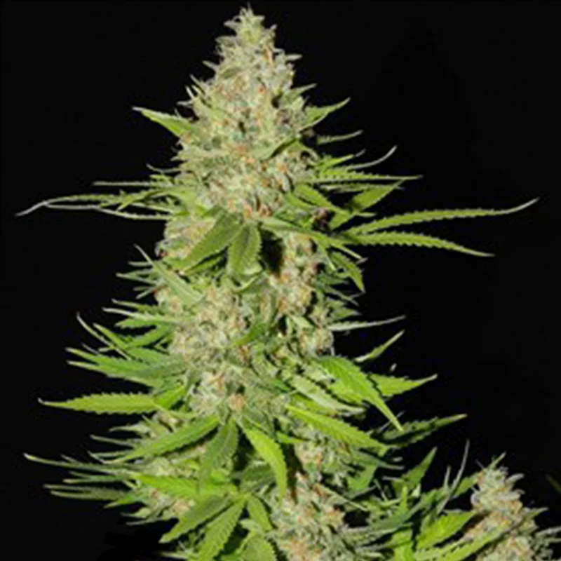 saltonverde2767907