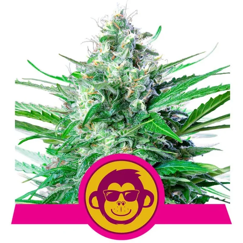 saltonverde2768232