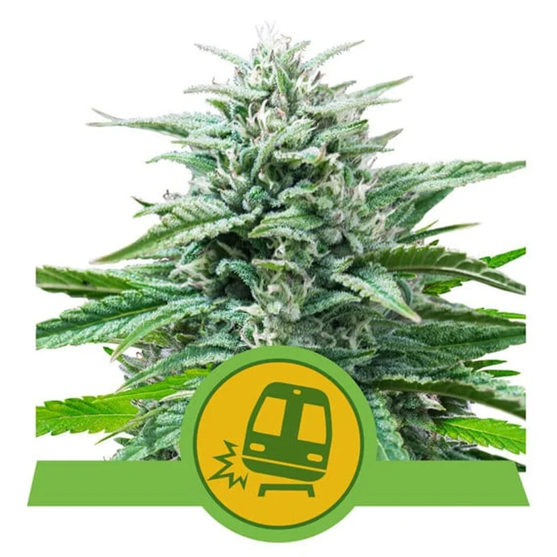 saltonverde2768379