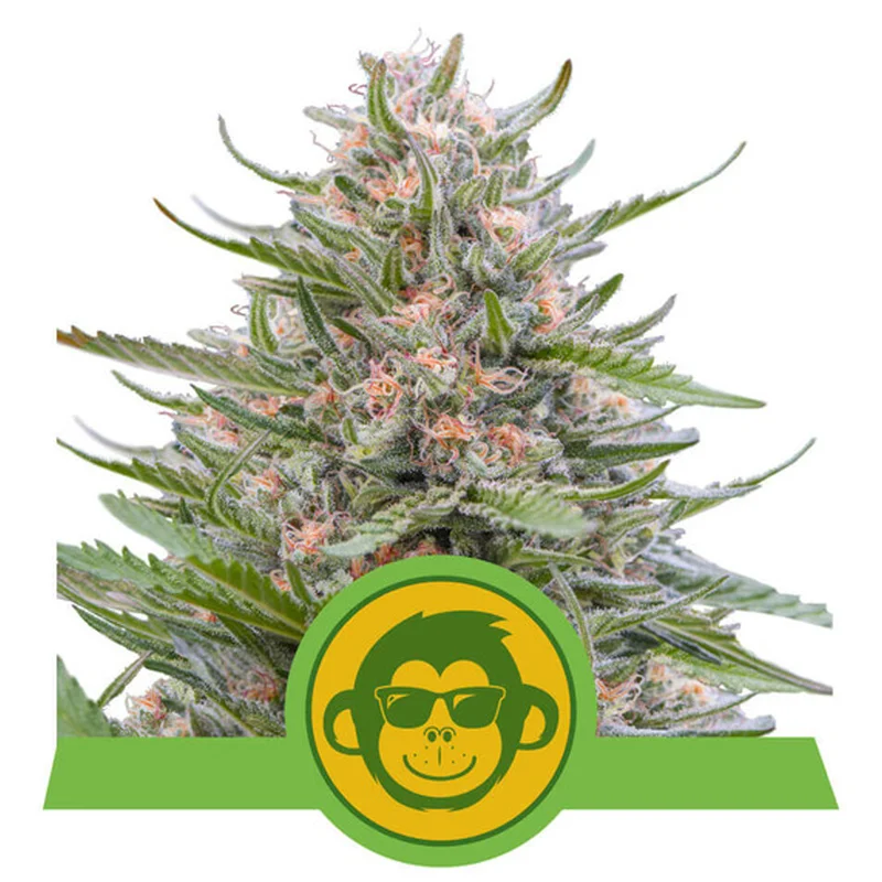 saltonverde2768414