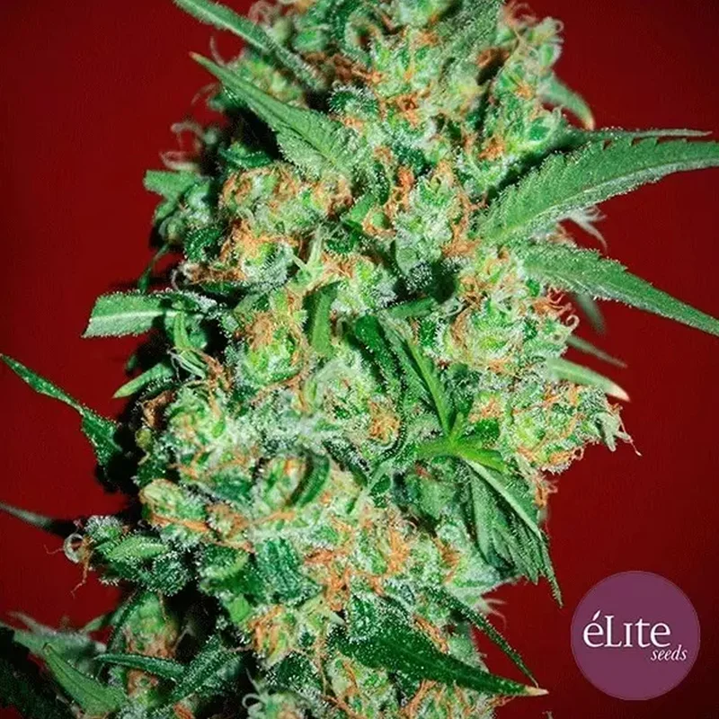 saltonverde2770859