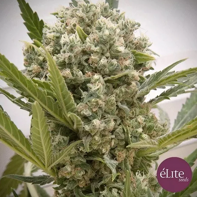 saltonverde2770910
