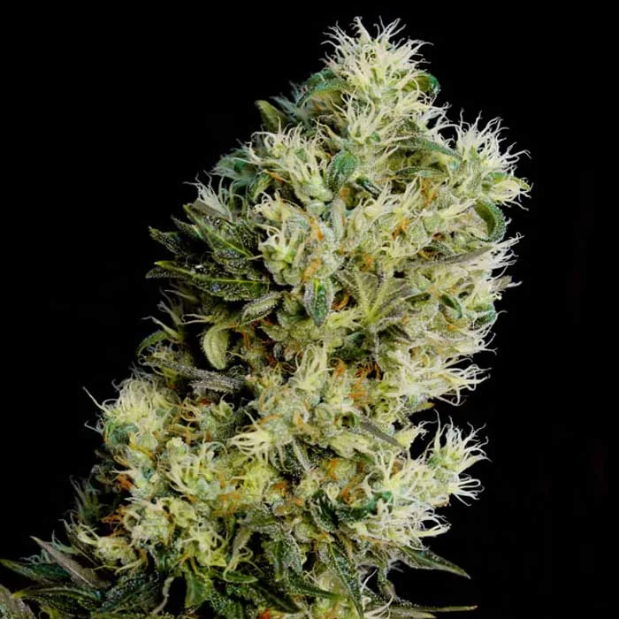 saltonverde2772058