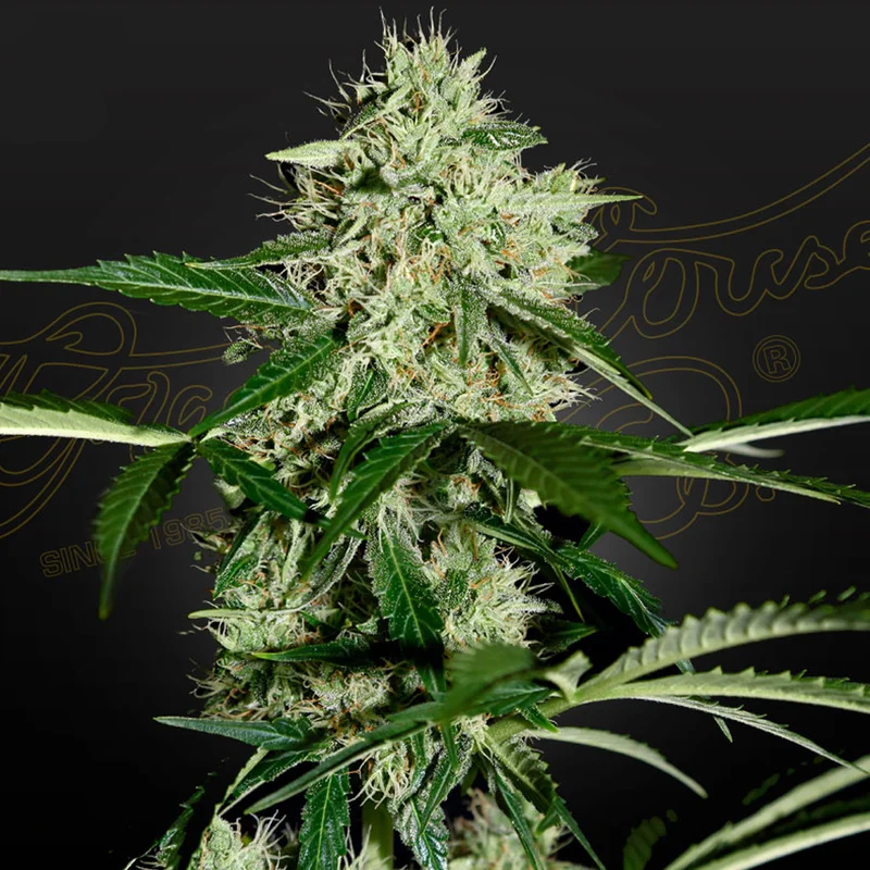 saltonverde2772240