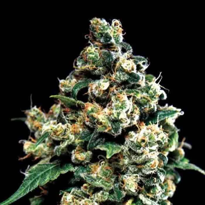 saltonverde2772374
