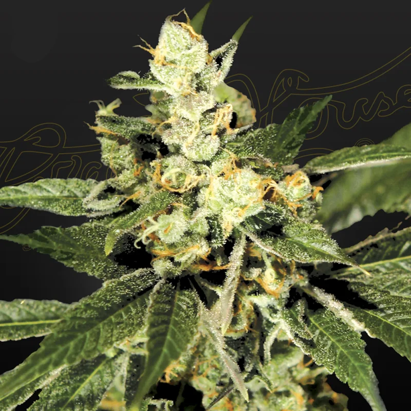 saltonverde2772456