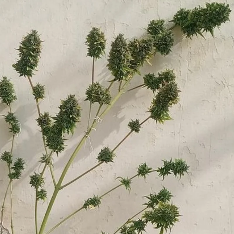 saltonverde2773091