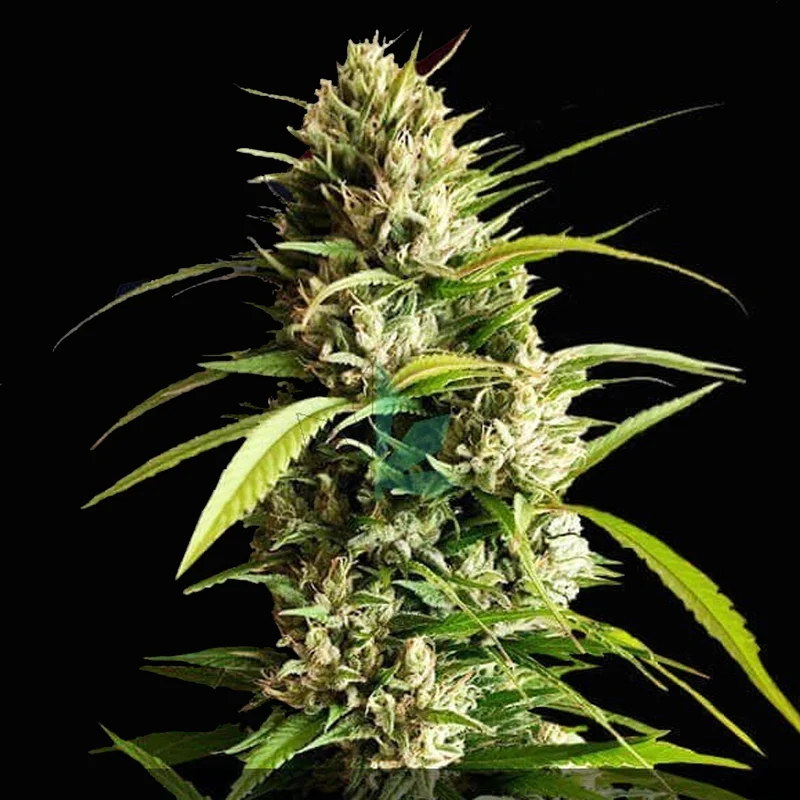 saltonverde2773132