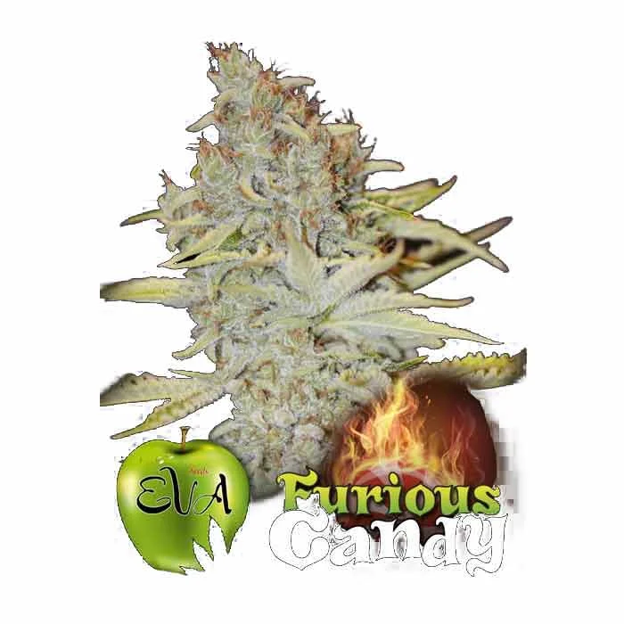 saltonverde2773853