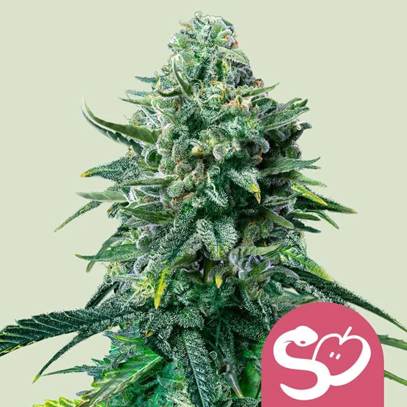 saltonverde2774175