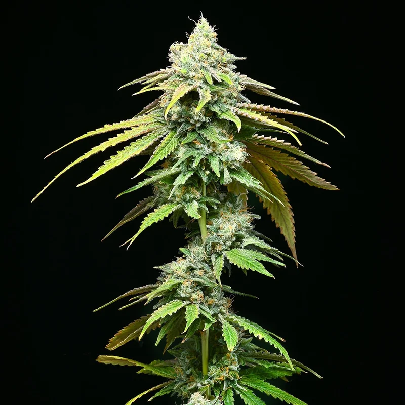 saltonverde2777025