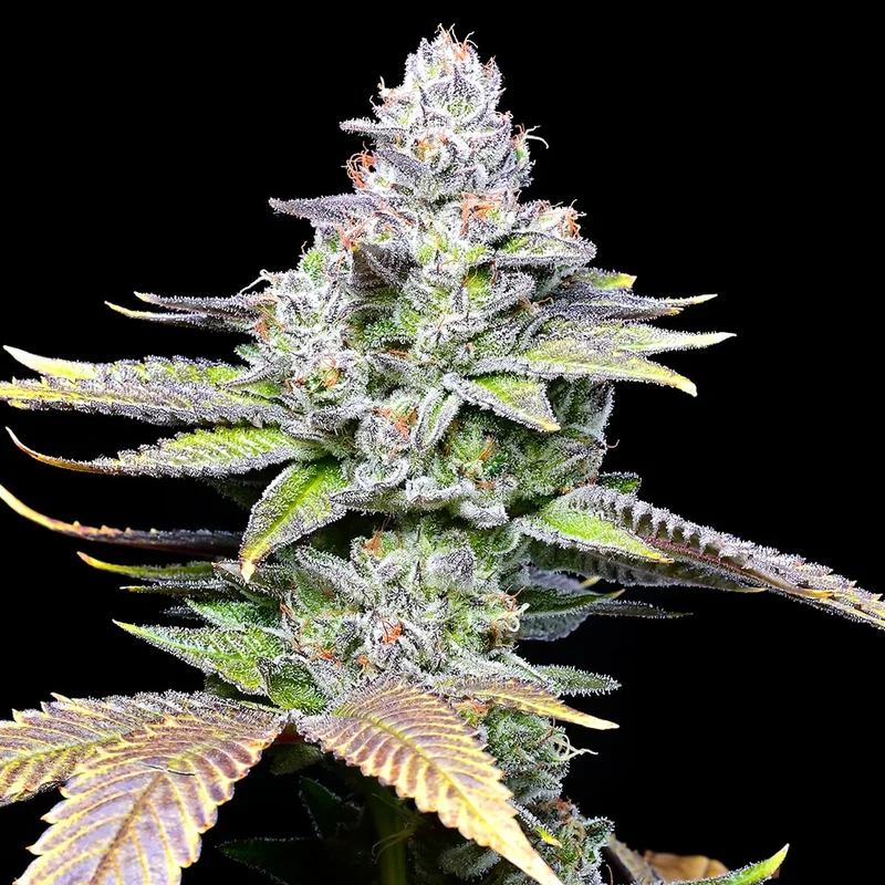 saltonverde2777037