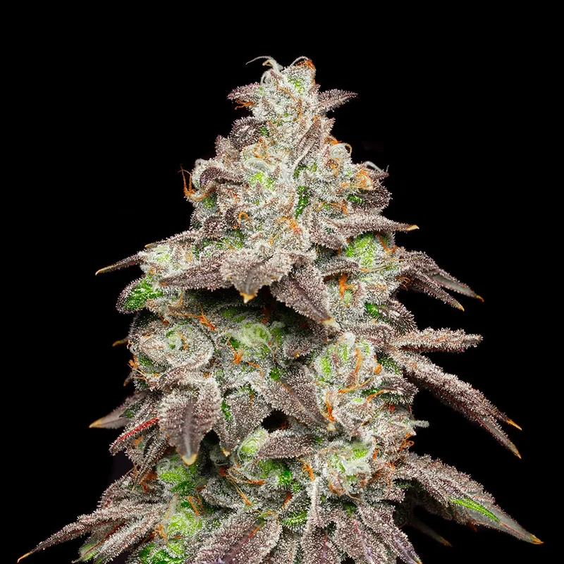 saltonverde2777072