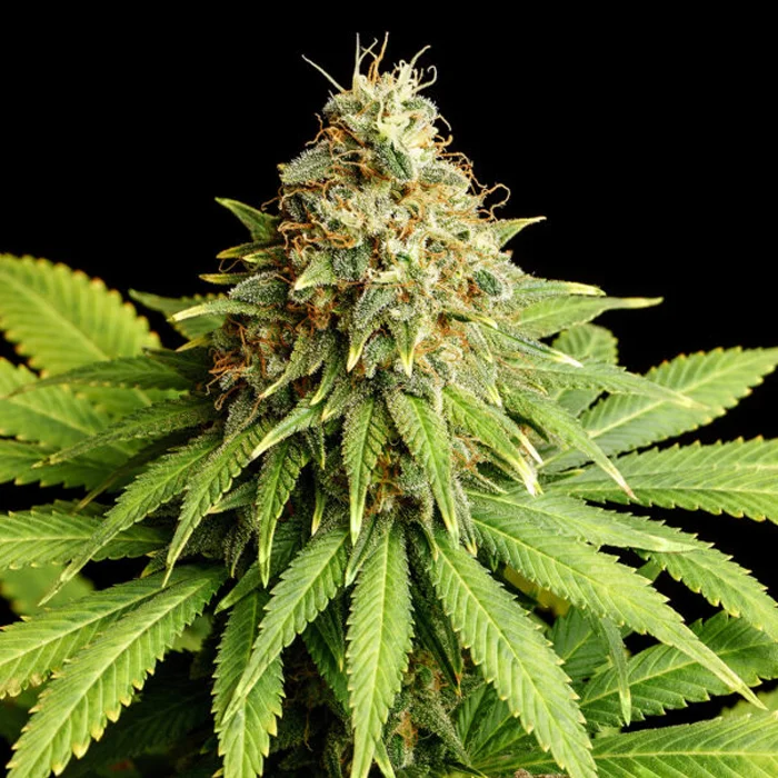 saltonverde2785100