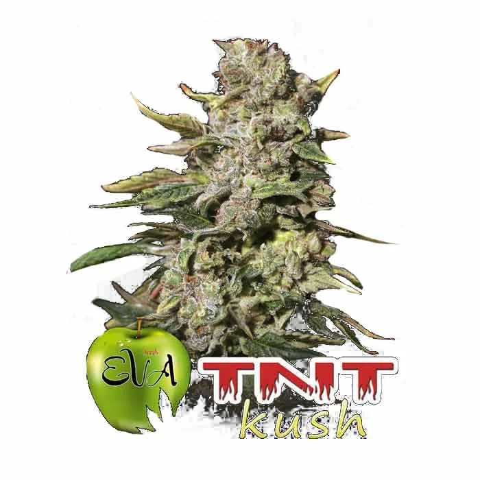 saltonverde2785536