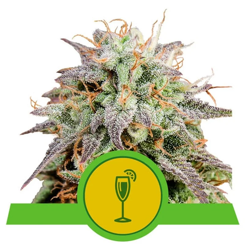 saltonverde2785631