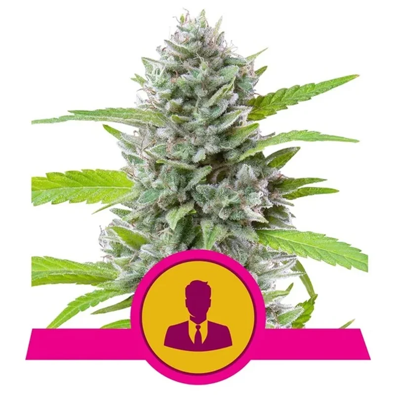 saltonverde2786215