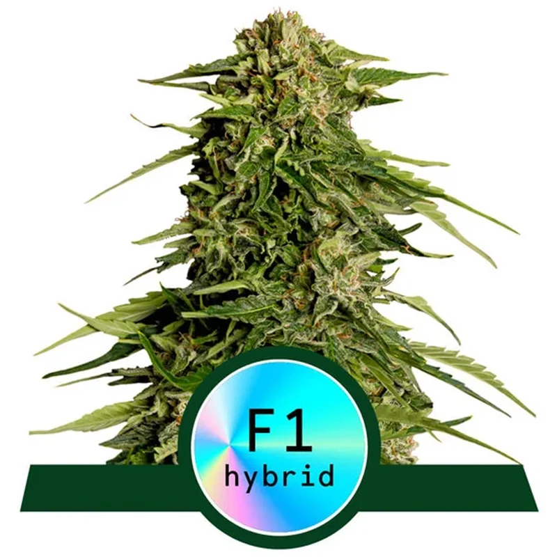 saltonverde2786233