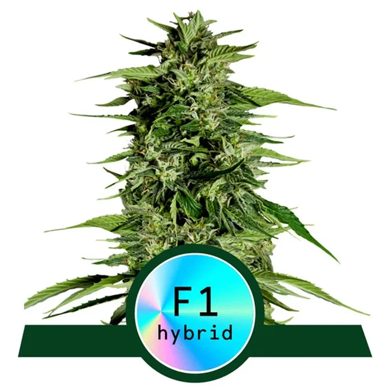 saltonverde2786253