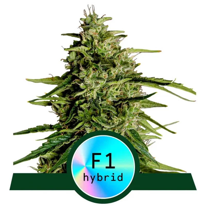saltonverde2786266