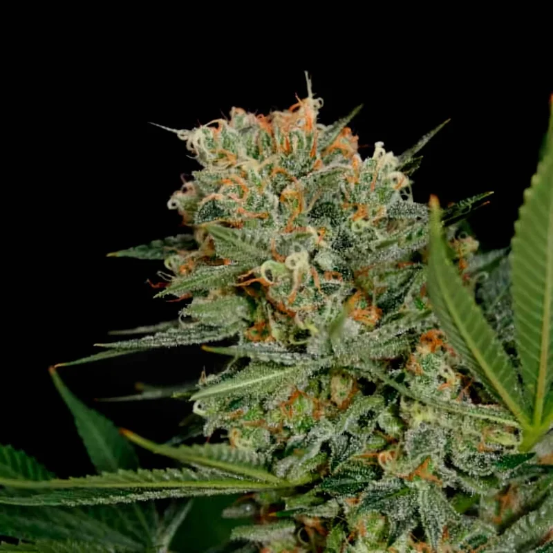 saltonverde2787119