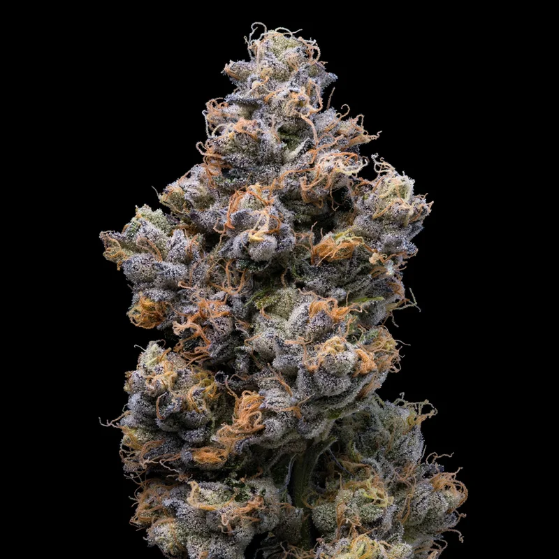 saltonverde2788066