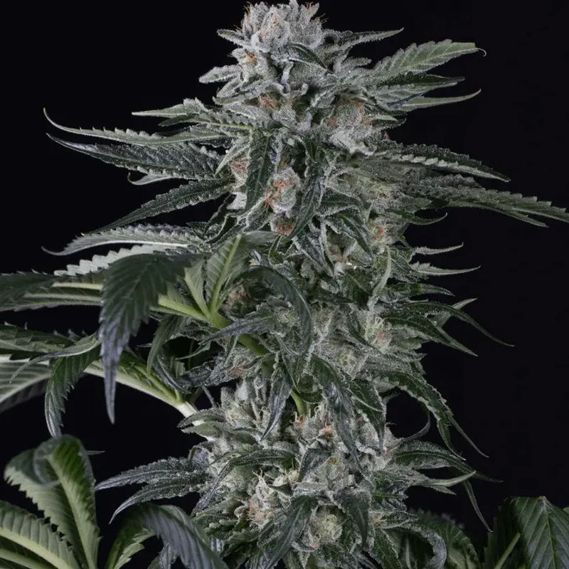 saltonverde2788771