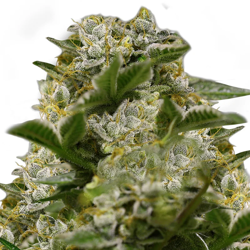 saltonverde2792582